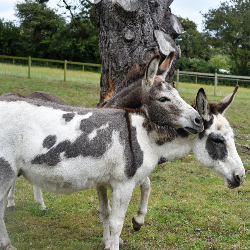 Sponsor an Animal - Sid and Jake